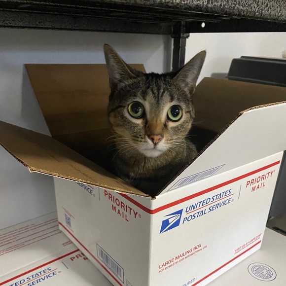 Meet your Posher, Andria - Picture 3 of 5